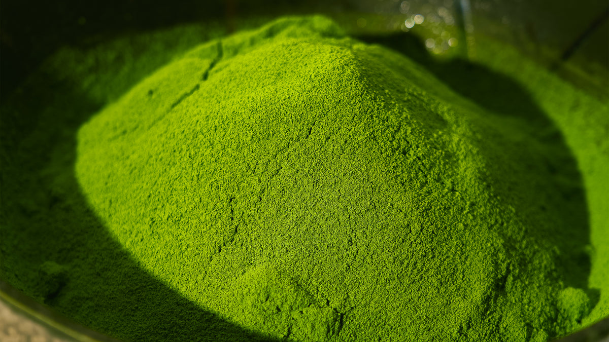 Mass Matcha Wholesale – Moocha Matcha